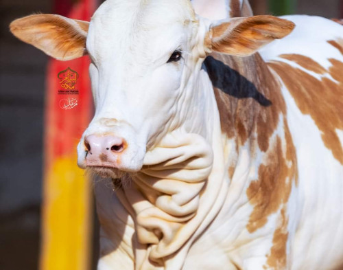 2022-2001Cholistani Brown Ablak Gulabi Bull