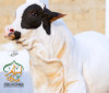 2022-2002Cholistani Black Ablak Bull