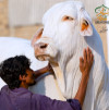 2022-2003 Cholistani Nukra Bull