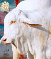 2022-2003 Cholistani Nukra Bull