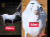 KABOOTAR | BEFORE & AFTER