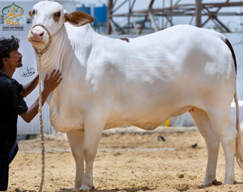 2023 - 2552 CHOLISTANI BROWN ABLAK GHULABI COW
