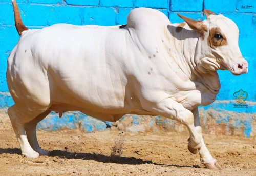 2023-2556Cholistani Brown Ablak Gulabi Bachri