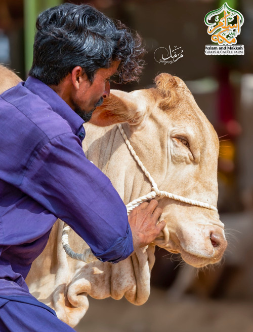 2023-3001 Cholistani Bori Chocolate Nose Cow